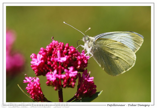 Papillonneur