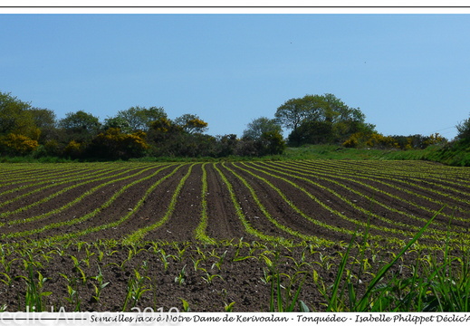 Semailles face à Notre dame de Kerivoalan - Tonquédec