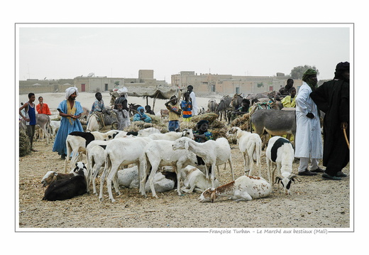 Le marché aux bestiaux (Mali)