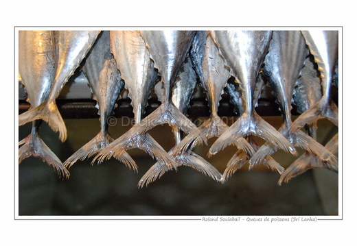 Queues de poisson