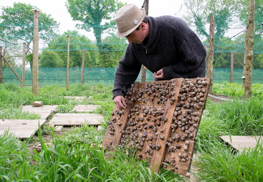 Sous les pavés... les escargots