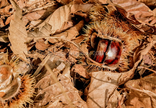 Châtaignes de l'Ardèche