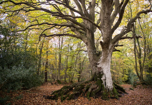 Le hêtre de Kervinihy
