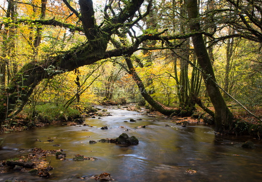 Le Léguer en forêt de Coat an Hay