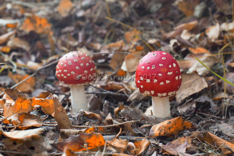 01112016-5514-Modifier.jpg