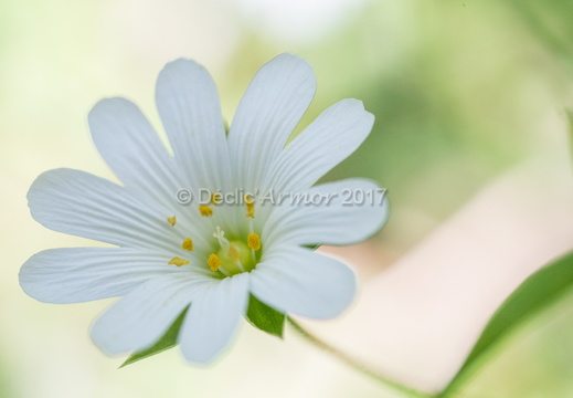 Stellaire holostée