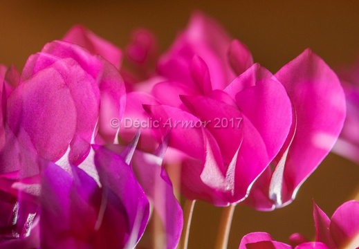 Cyclamen