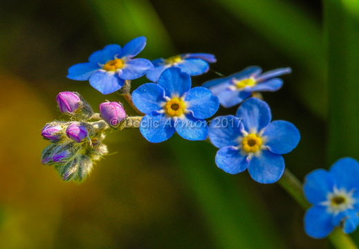 Myosotis