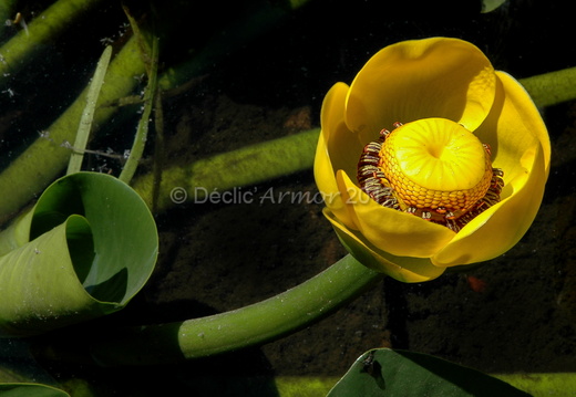 Nénuphar jaune