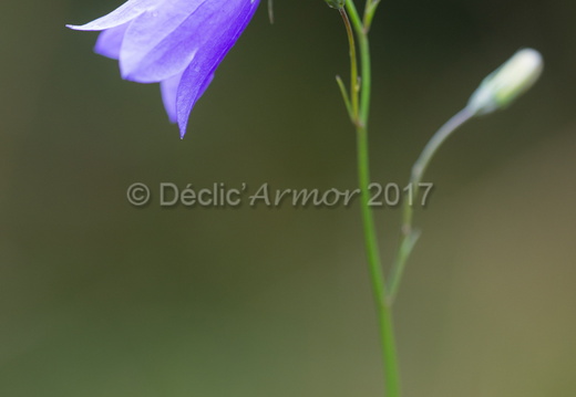campanule sauvage
