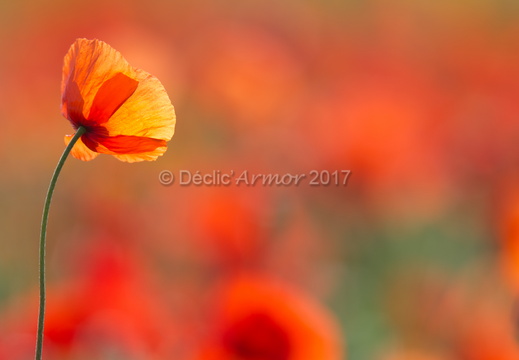 Coquelicot