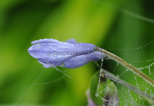 Agapanthe