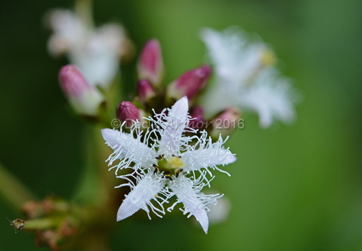 Trèfle d’eau (Menyanthes trifoliata)