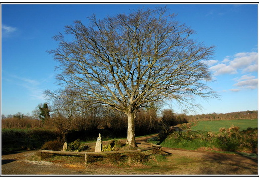 Arbre Sainte Jeune