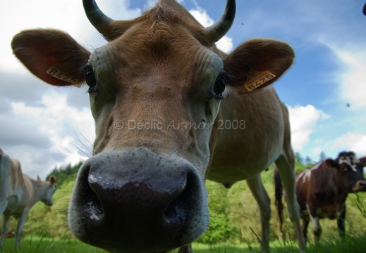 Jersiaises