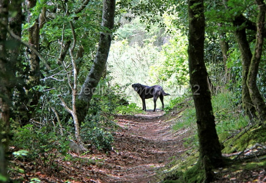Le chien noir de Plounérin