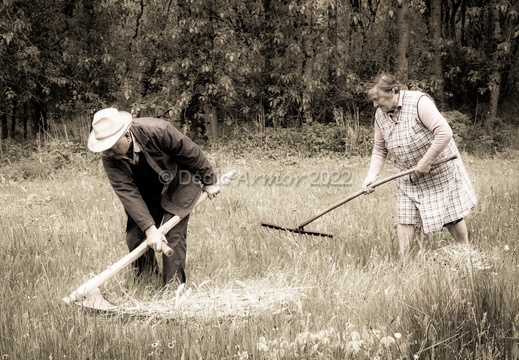 Fauchage à l'ancienne