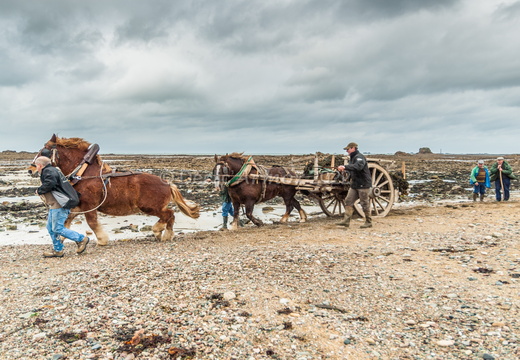  Le retour des goemoniers