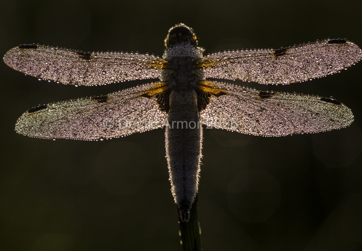 Une si belle libellule