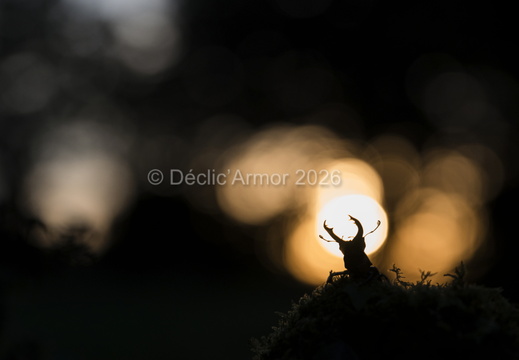 Lucane au soleil couchant