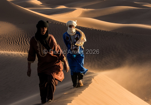 Chameliers dans la mer de sable - Sud Maroc